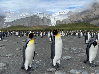 16.-King-penguin-colony